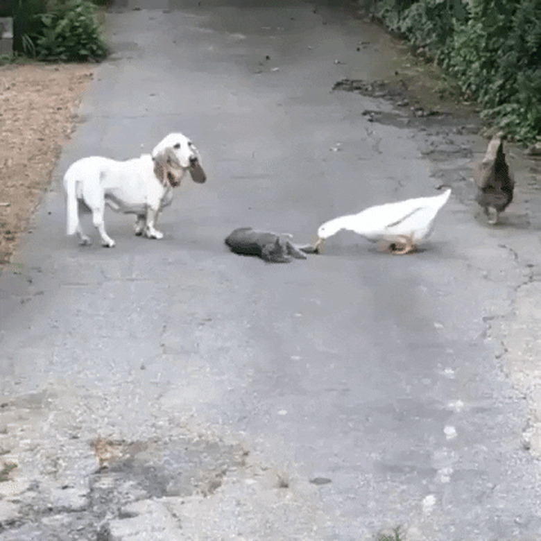 dog and cat play with duck