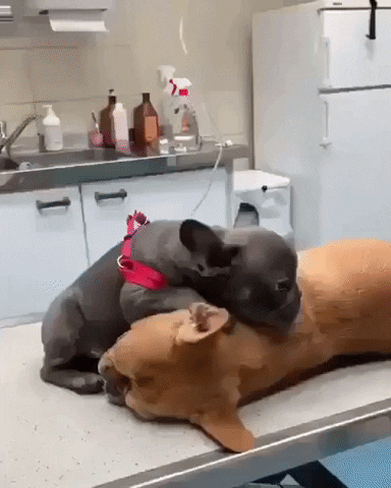 dogs comforts other dog at veterinarian