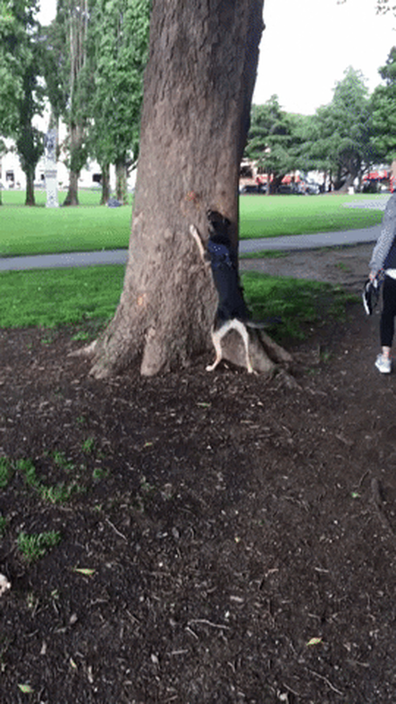 dog barking up tree