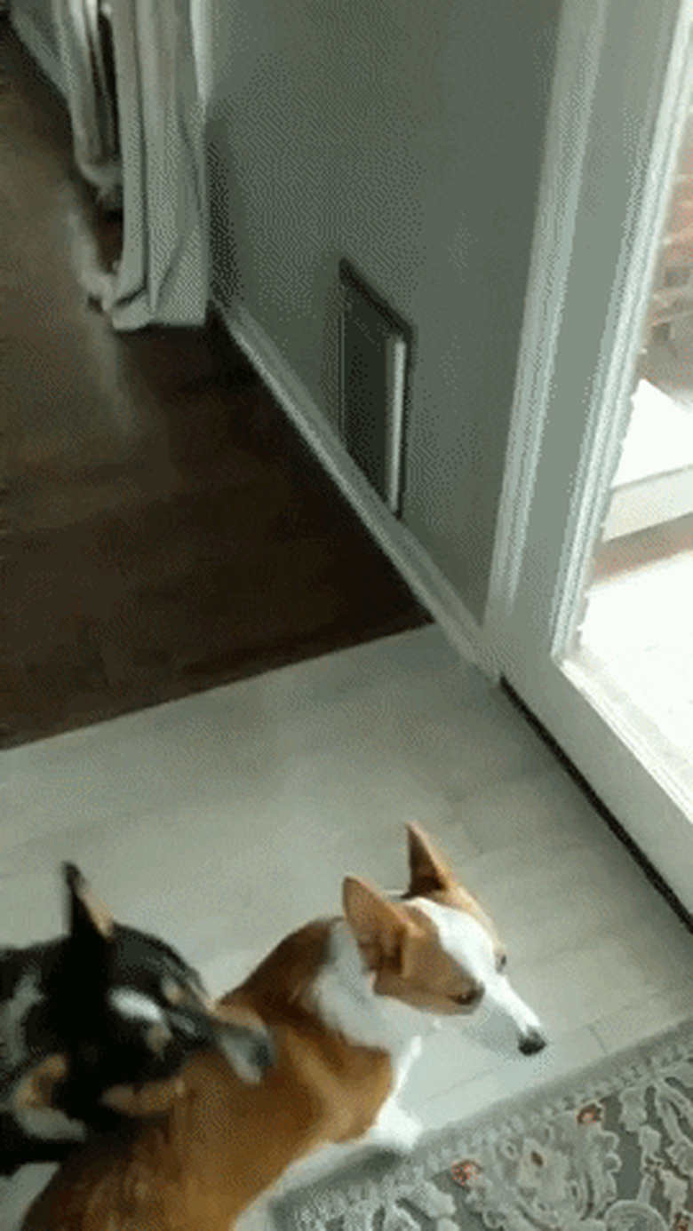 dogs rush out dog door