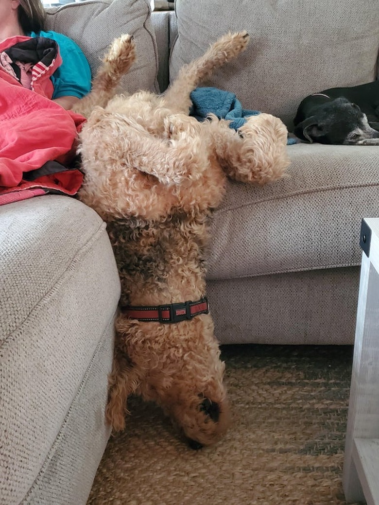 Dog sleeping with its head hanging off the couch