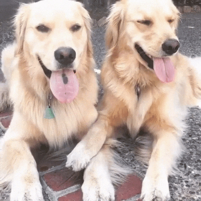 dogs licking their nose at the same time