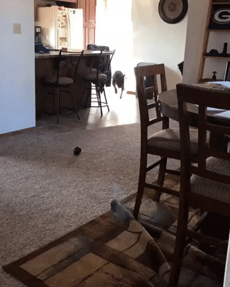 dog jumps onto couch and falls off again