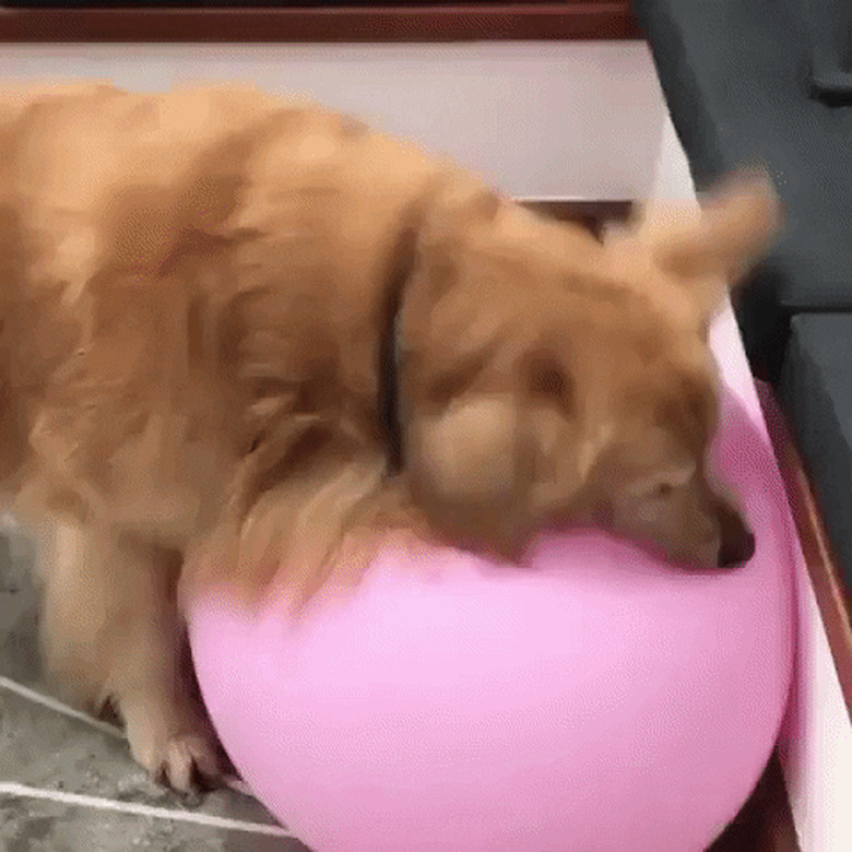 dog plays with exercise balloon