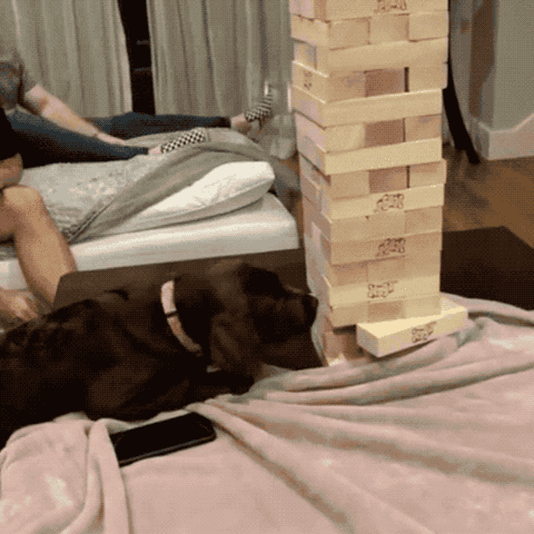 dog pulls piece from Jenga tower