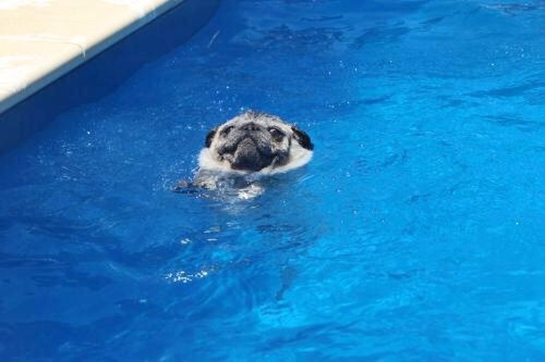 pug tries to swim