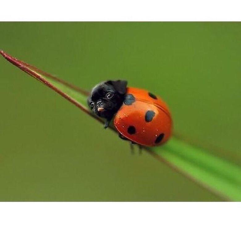 Ladybug with pug head.