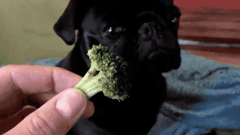 pug eating broccoli