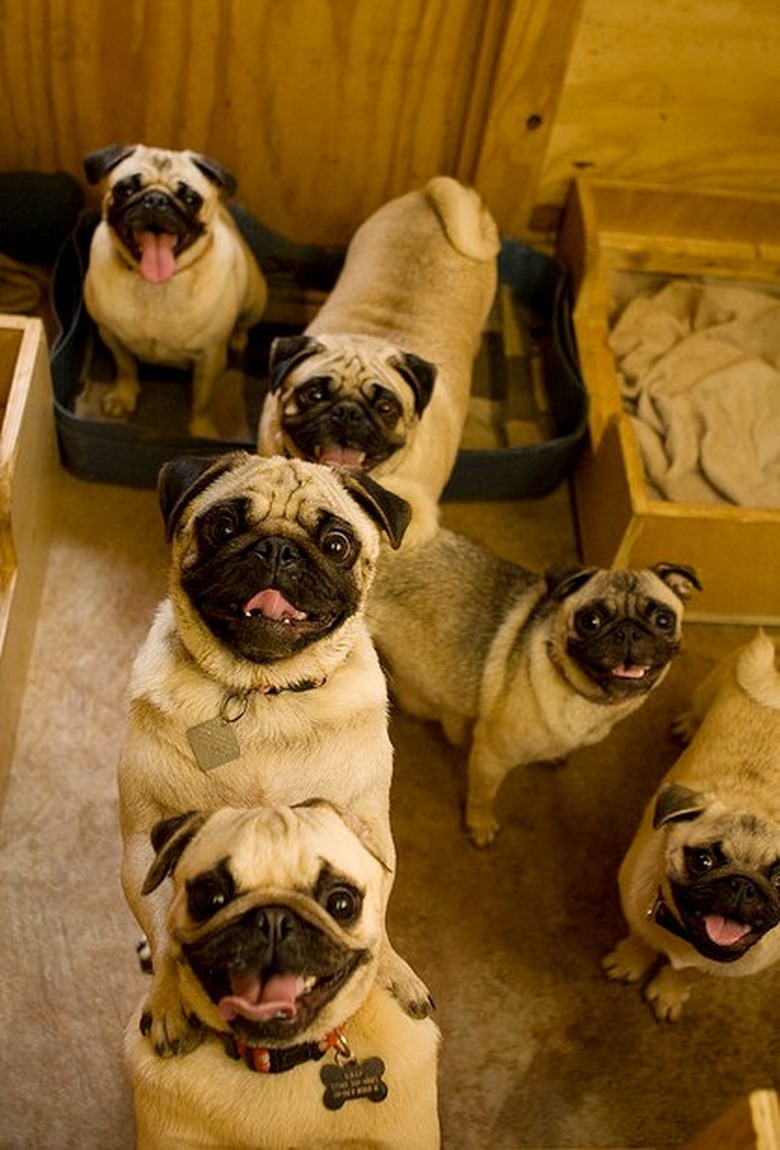 pug dogs great human