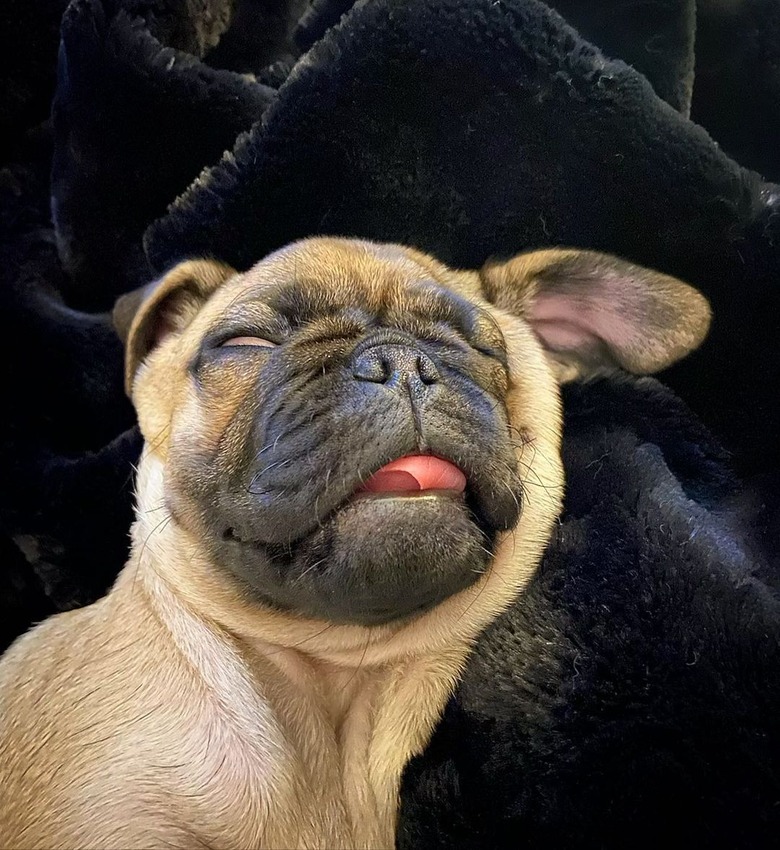 pug dog sleeping through door bell