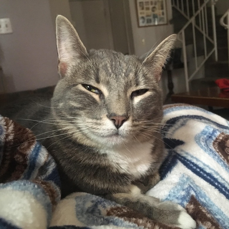 gray cat looking at camera looking very smug