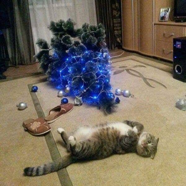 cat rolls on carpet next to fallen Christmas tree