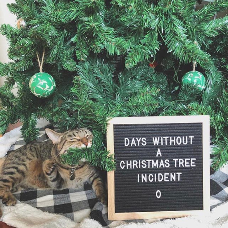 cat next to christmas tree with a sign that reads 