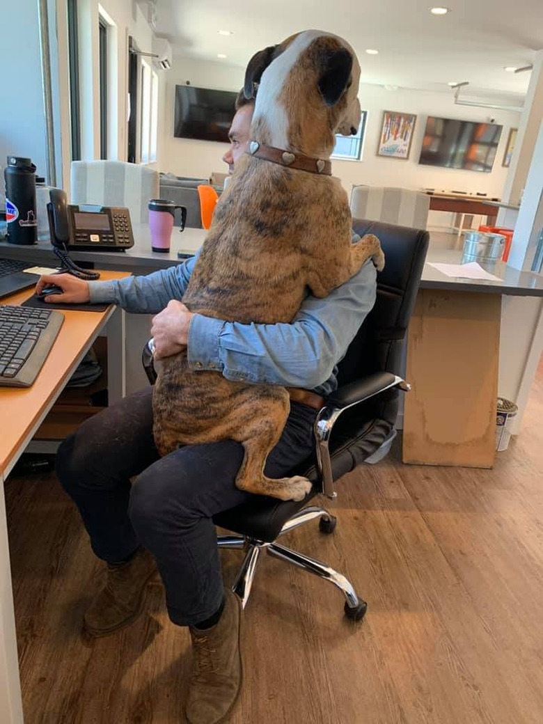 dog sits on mans lap in office