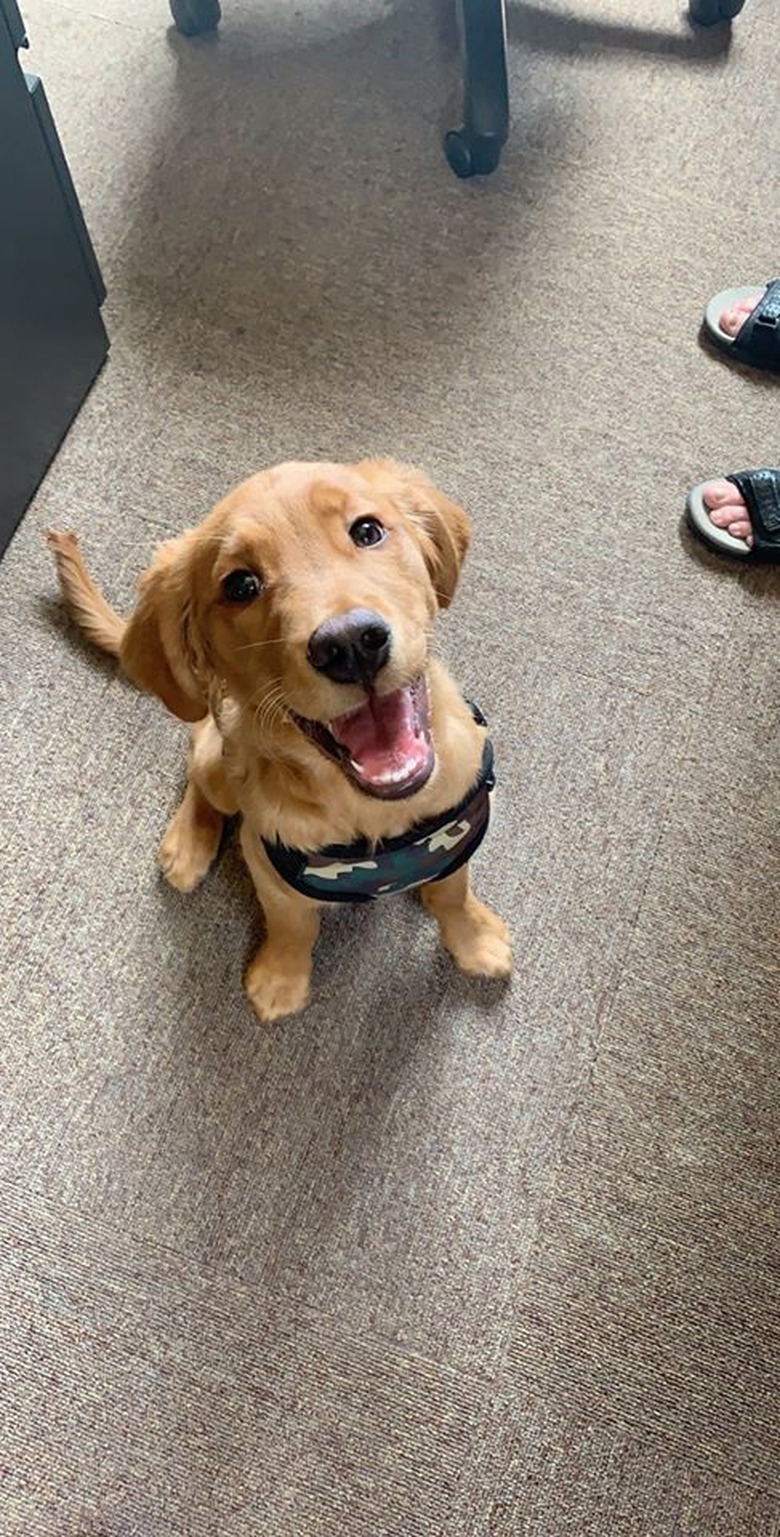 dog at workplace