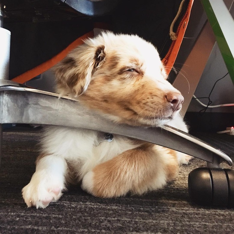 dog sleeps under chair in office