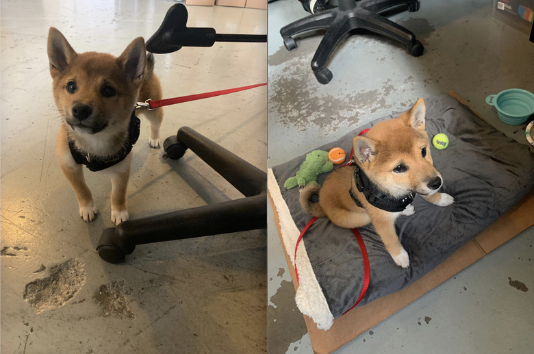 someone brought their shiba inu to work