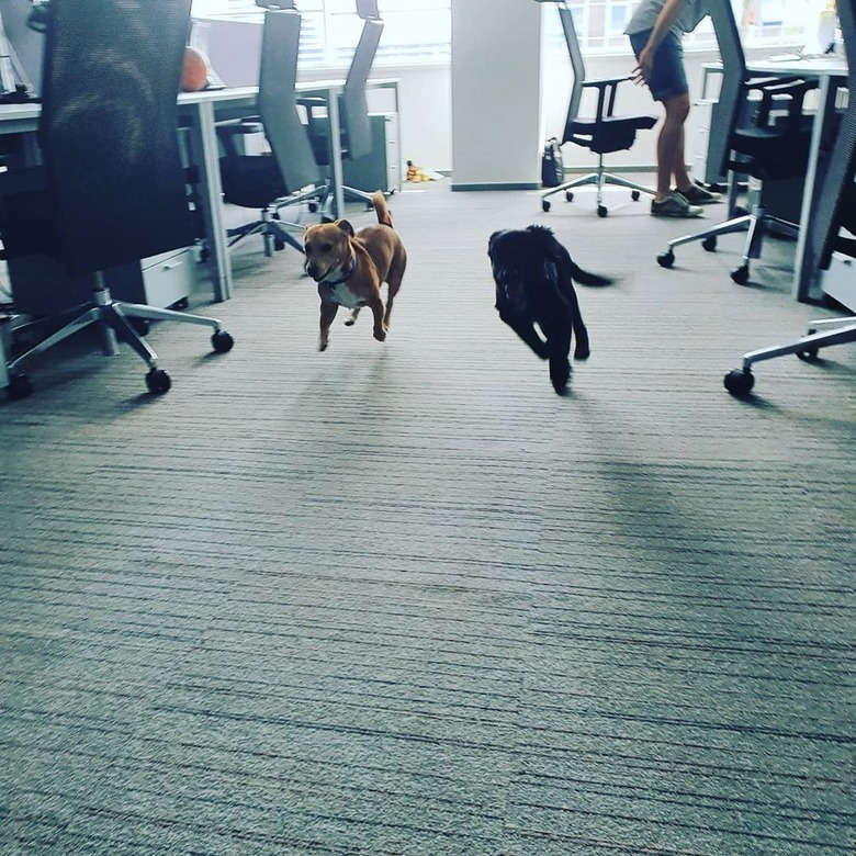 dogs run in office