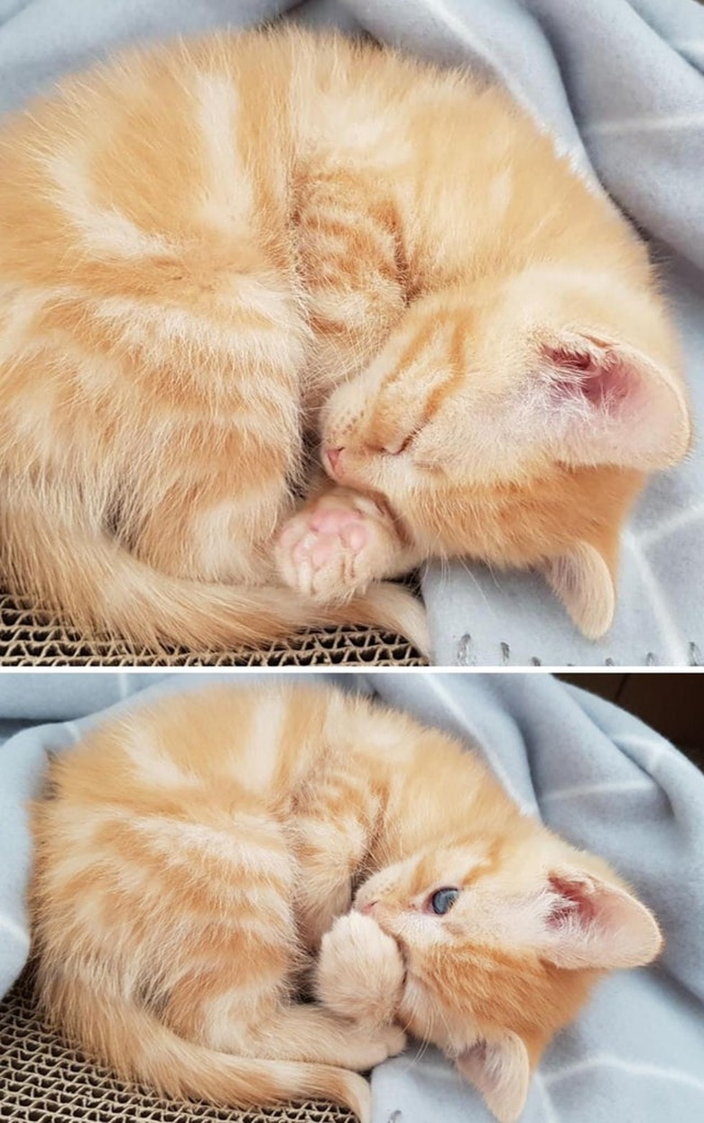 Two photos of a ginger kitten is curled into a ball.