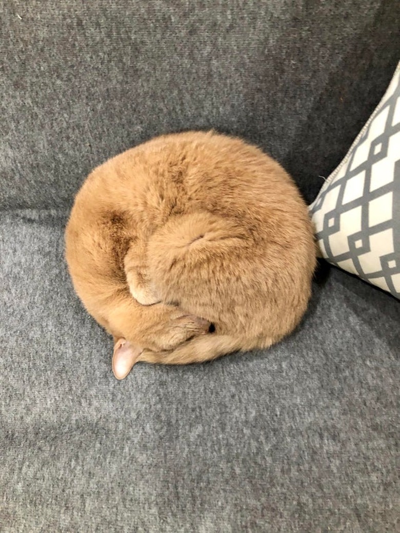 A ginger cat is curled into a ball.