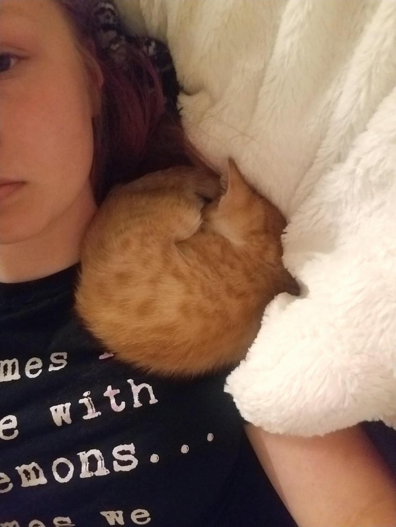 A ginger kitten is curled into a ball on someone's shoulder