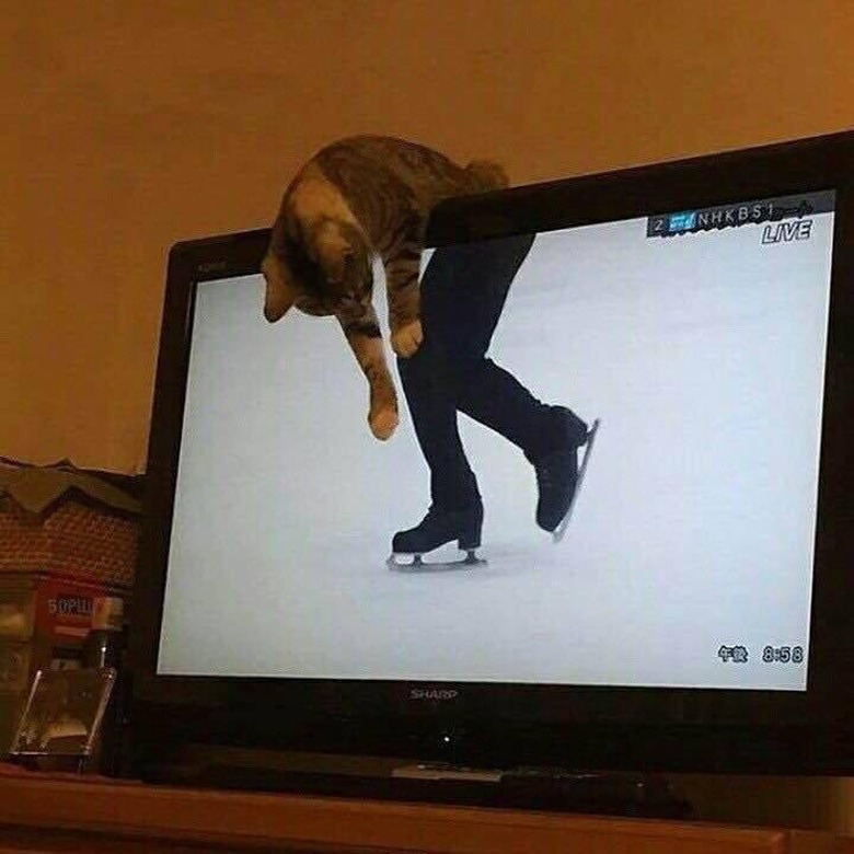 Cat leaning over television screen so that it's torso is lined up with the legs of a figure skater