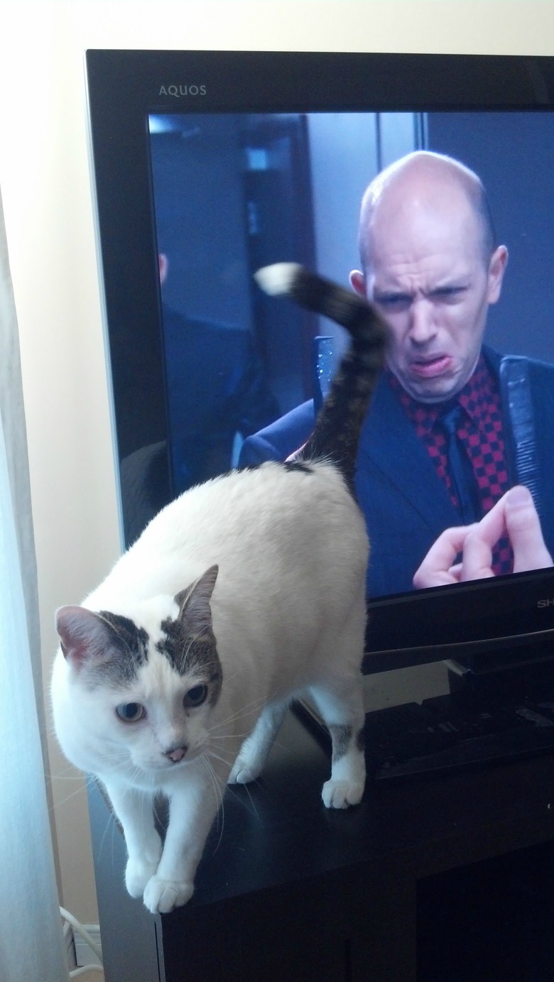 Cat standing in front of a TV screen with it's rear end pointed towards an actor making a disgusted face