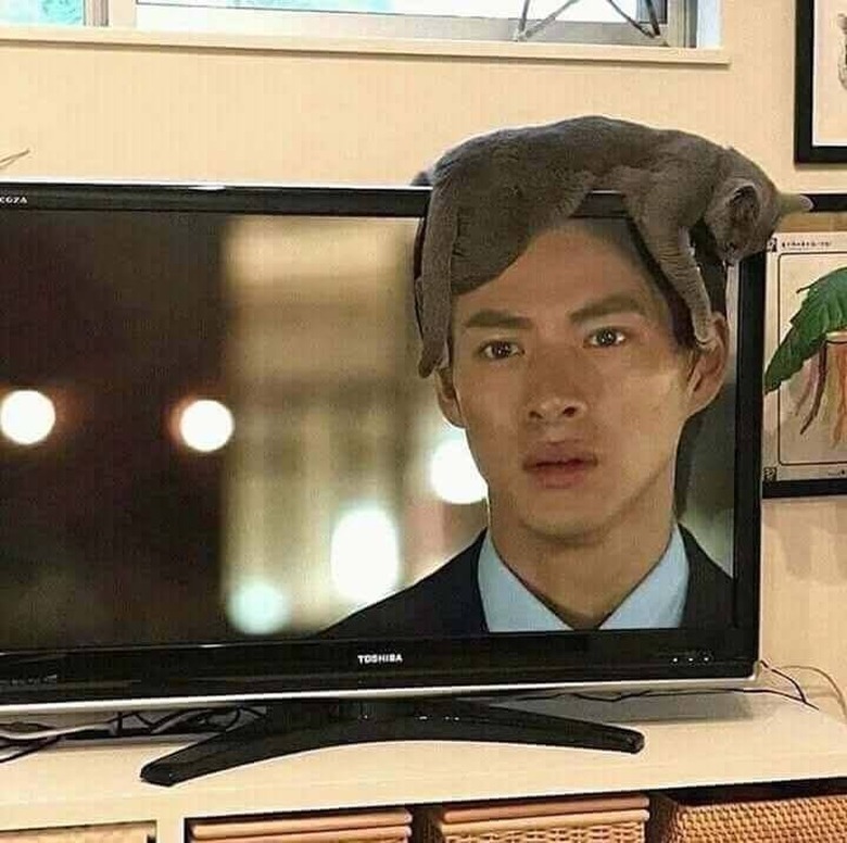 Cat lying on top of a television so that it's perfectly placed above an actor's head