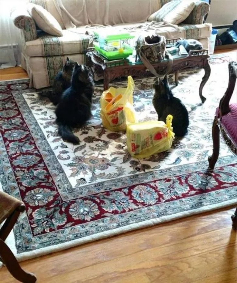 Three cats looking at a mouse in a cage