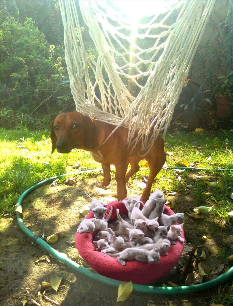 dog stuck in hammock