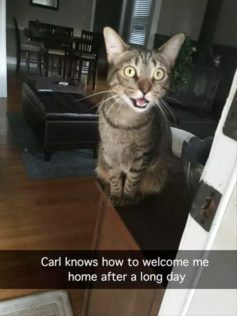 cat greets man after long day at work