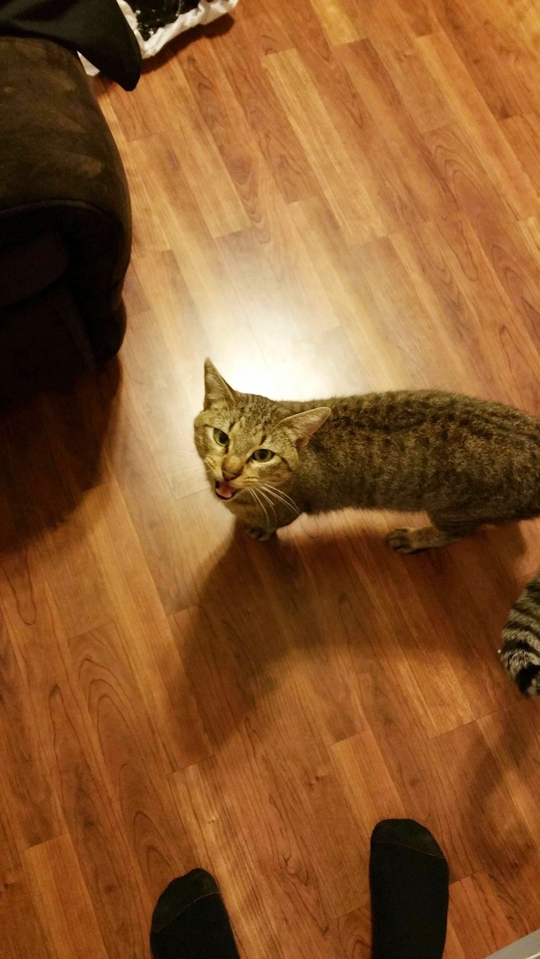 cat sneaks into kitchen