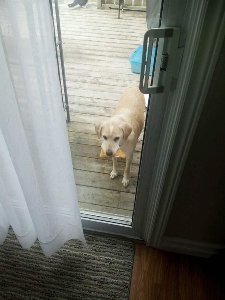 dog brings slice of pizza to door