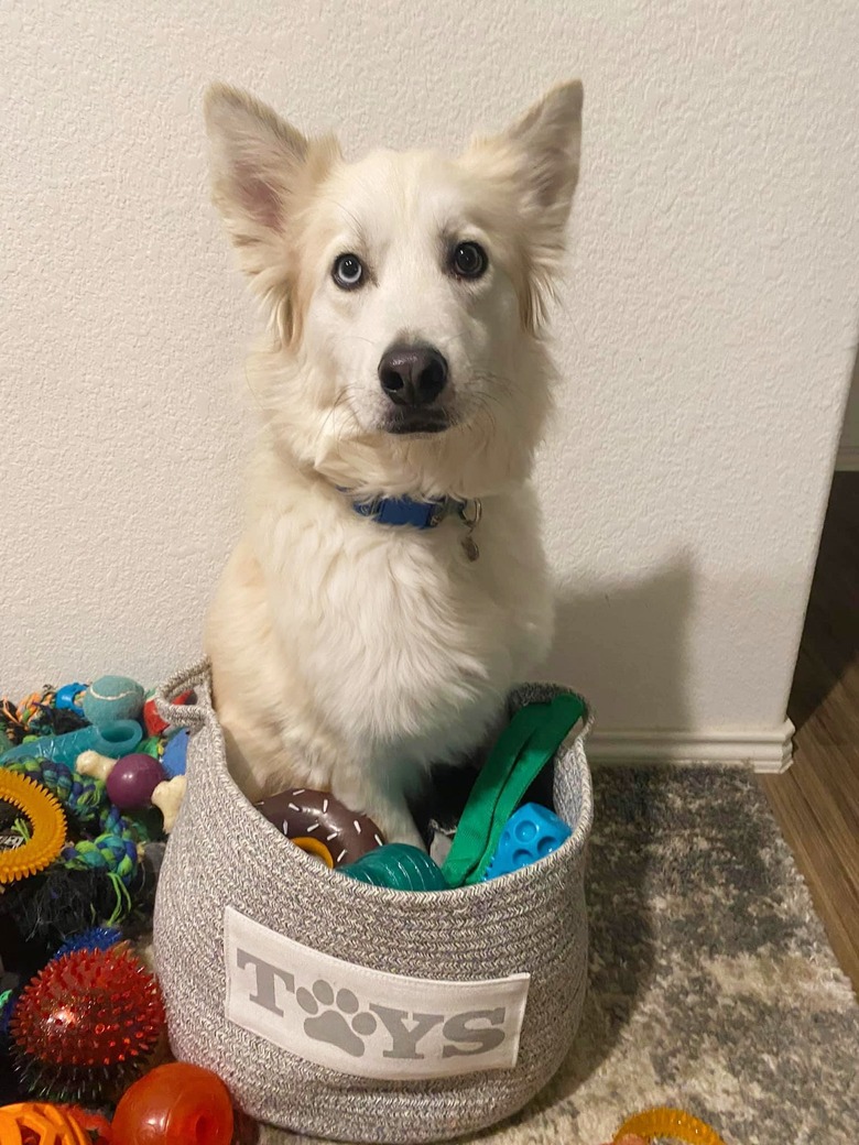 dog pretends to hide in basket of toys that is too small for him