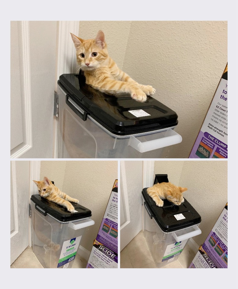 orange cat gets stuck in food container