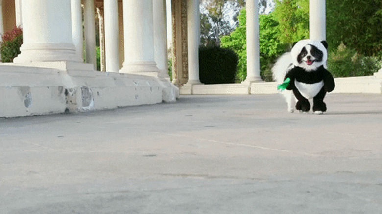 dog in panda costume