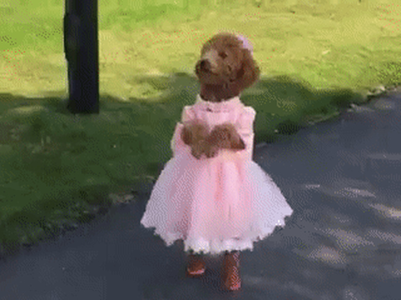 dog in pink dress