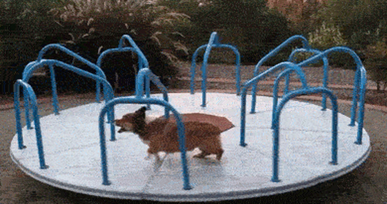 corgi on merry-go-round