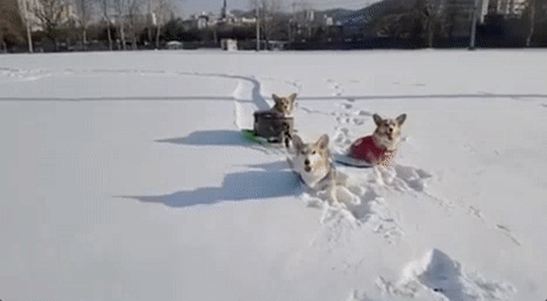 corgis running in snow