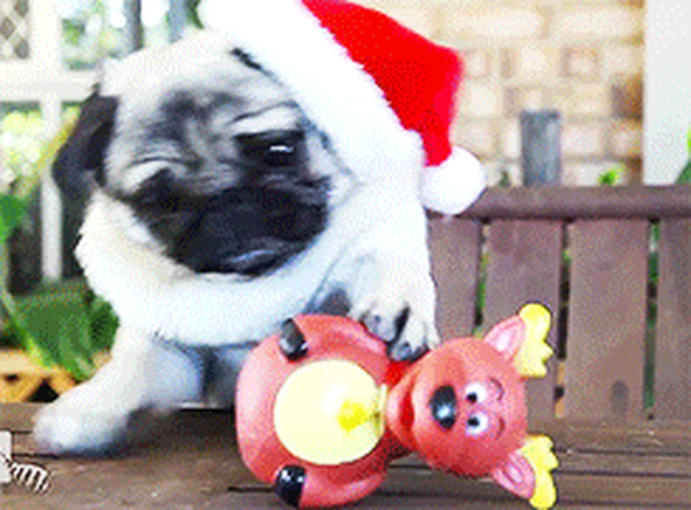 pug in Santa hat