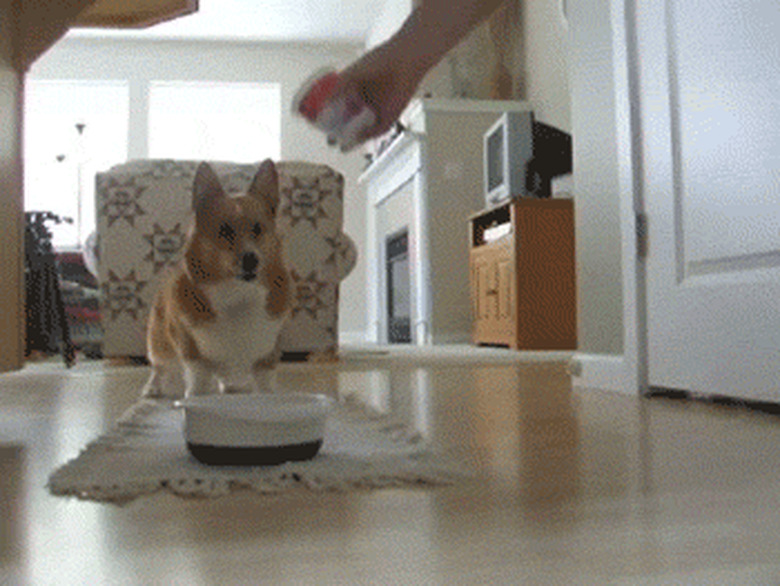 corgi excited about food