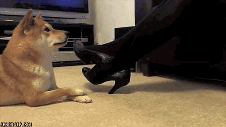 dog mimics human crossing their legs