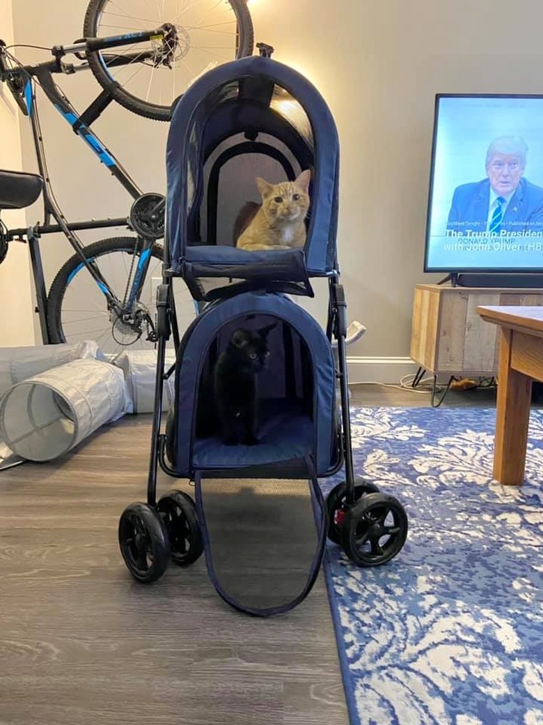 cats in baby stroller