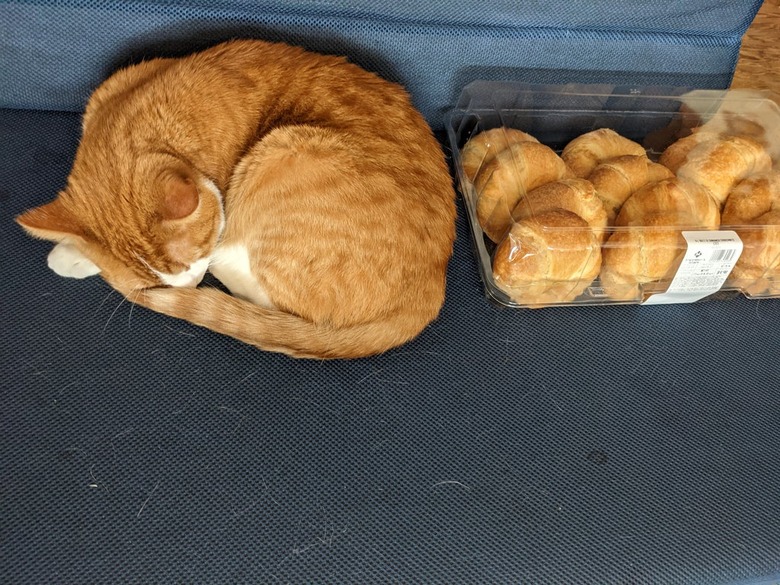 orange cat sleeps next to croissants