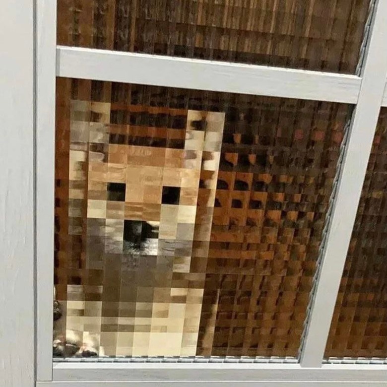 dog looking through beveled glass