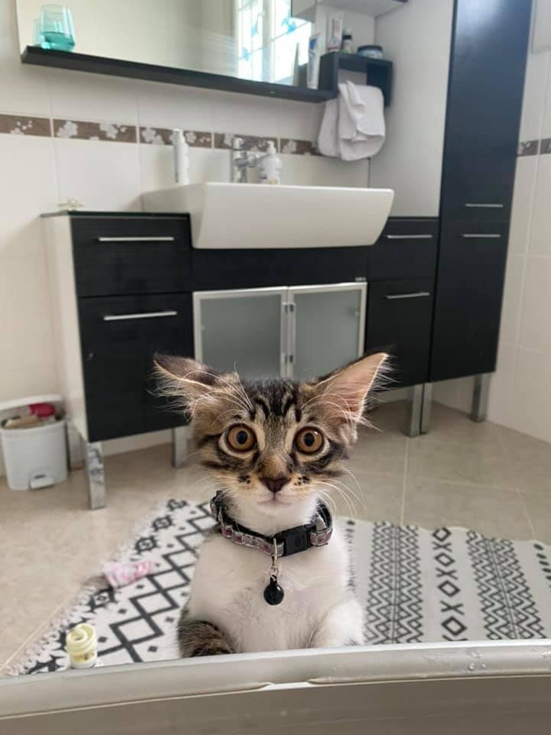 cat shocked by sight of woman bathing