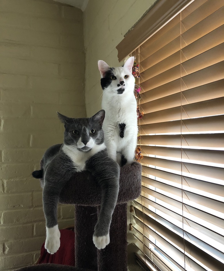 cats resemble the Sparks Brothers while sitting in a cat gym