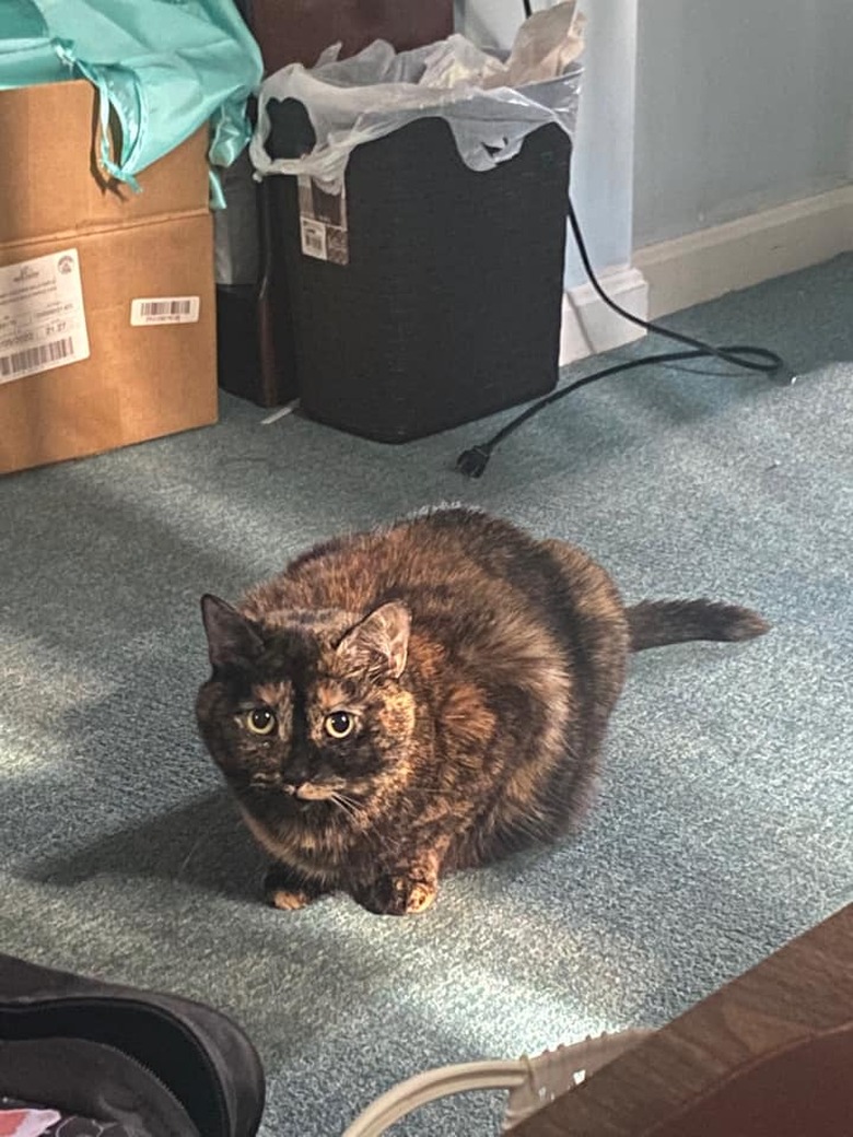 chonky tortoiseshell cat.