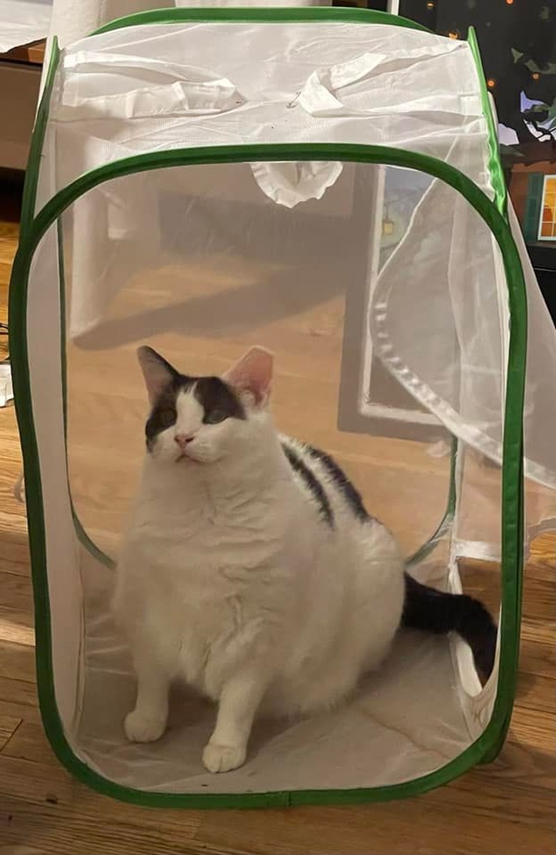 chonky cat looks like they are in a butterfly house.