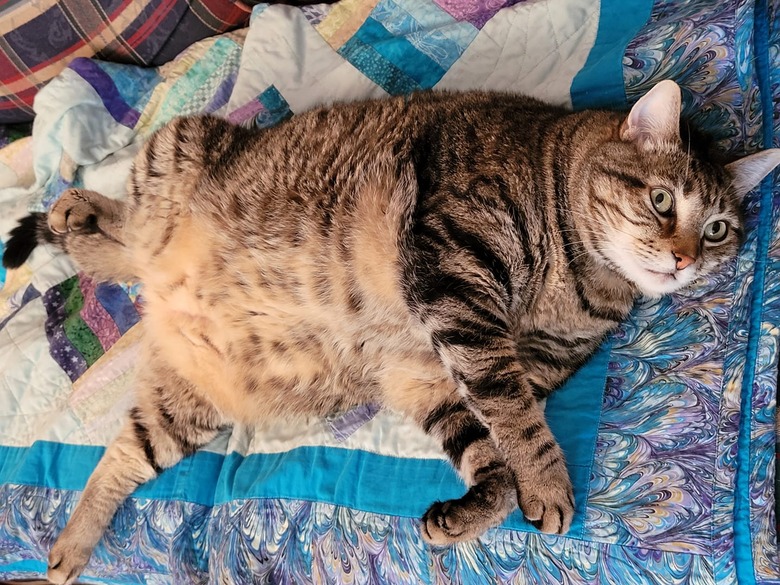 chonky cat looks like a balloon floating in space.